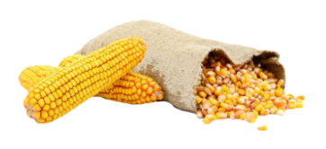 Jagung